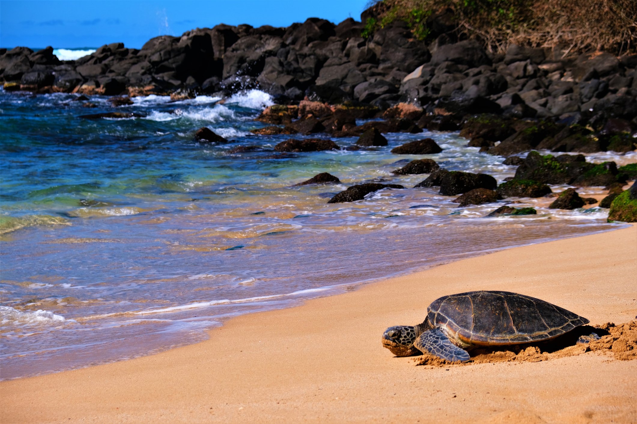 Hawaiian Green Sea turtles (Honu) basking in the sun on the beach at Laniakea Beach, Haleiwa, Oahu