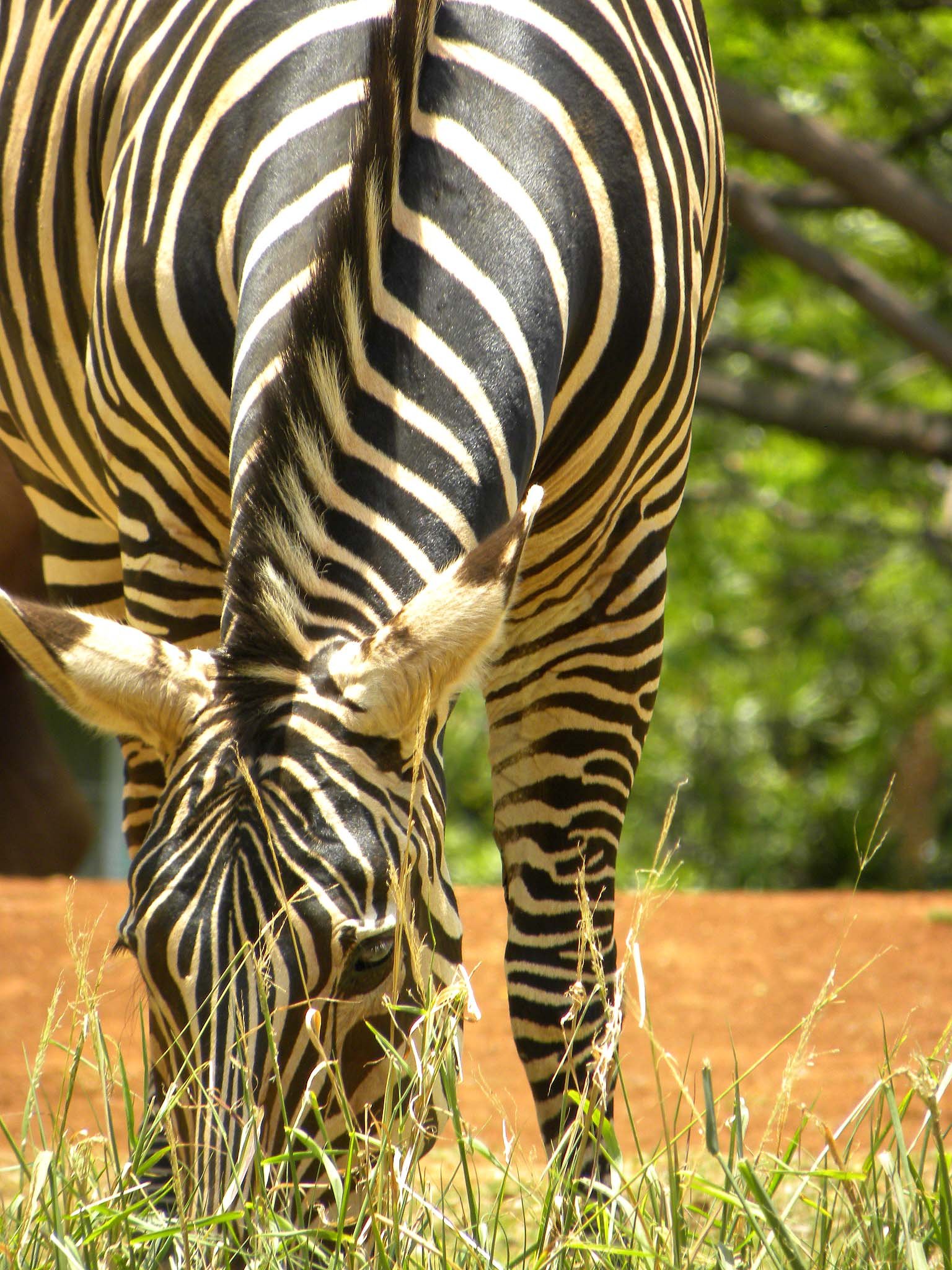 Zebra at Honolulu Zoo, Hawaii